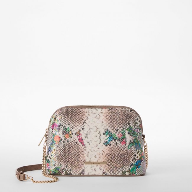 Brahmin Amal - Multi Piaffe
