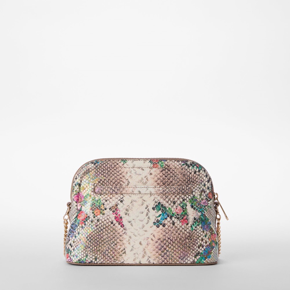 Brahmin Amal - Multi Piaffe